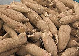 Yam tubers